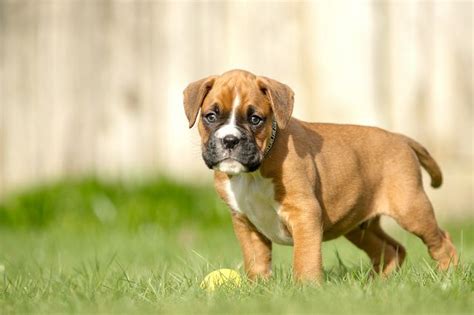 10 Week Old Boxer Puppy